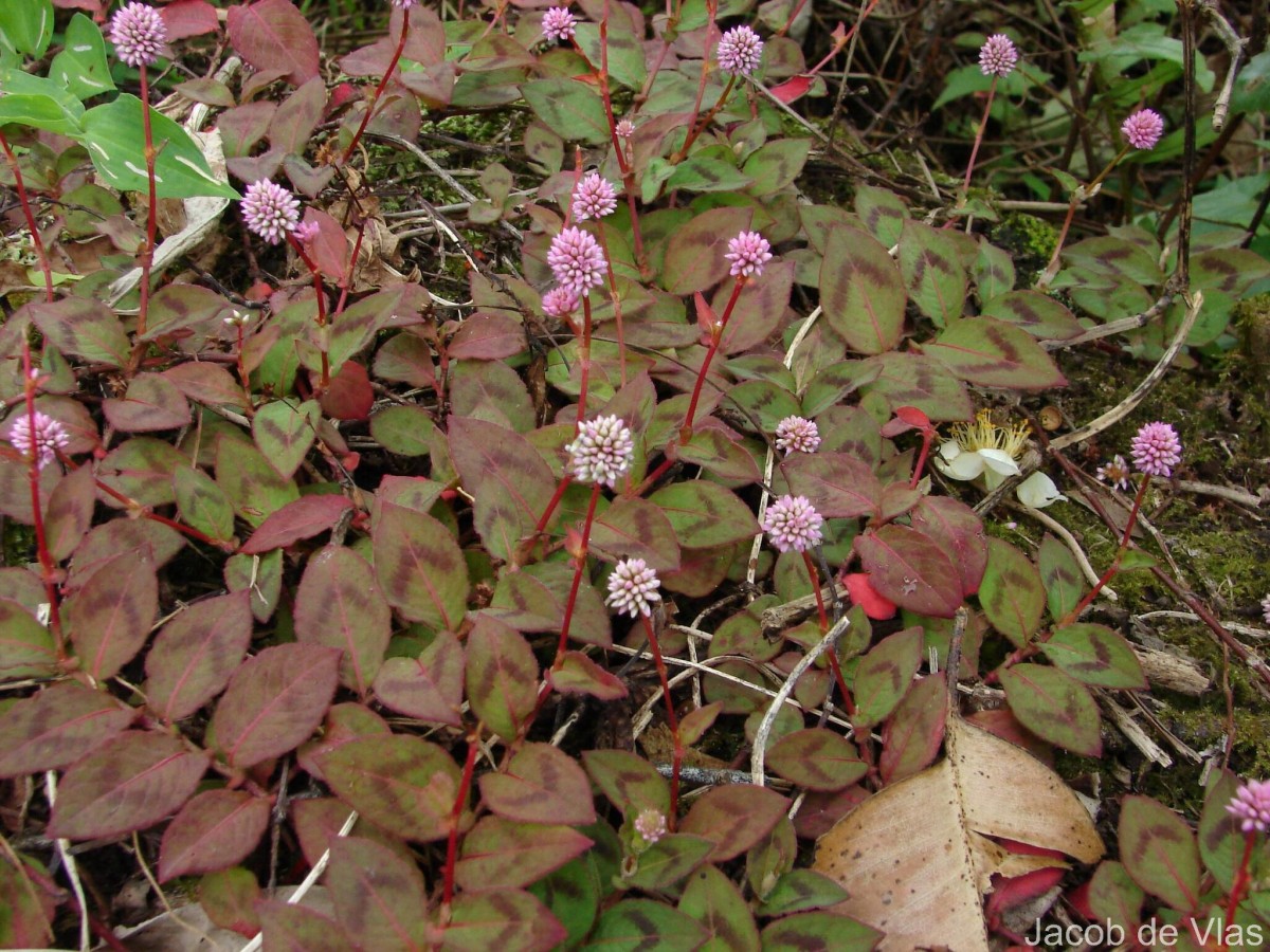 Persicaria capitata (Buch.-Ham. ex D.Don) H.Gross